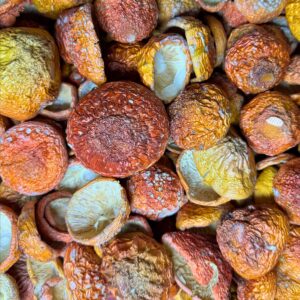 საბითუმო წითელი ცადამყვანა