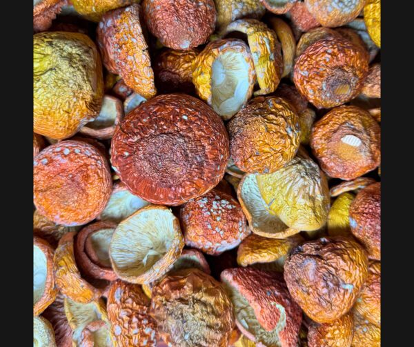 საბითუმო წითელი ცადამყვანა