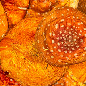 ცადამყვანა (Amanita Muscaria)