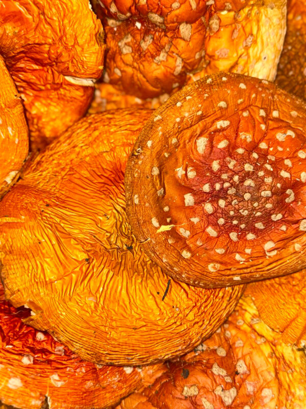 ცადამყვანა (Amanita Muscaria)